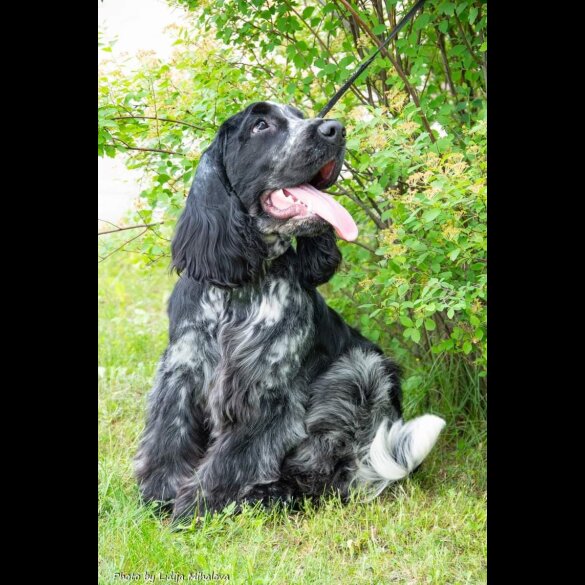 Cocker Spaniel (Working &amp; Show)