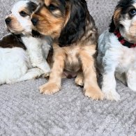 Cocker Spaniel (Working & Show) - Both