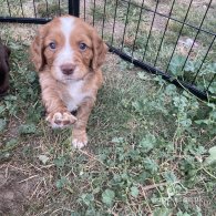 Cocker Spaniel (Working & Show) - Both