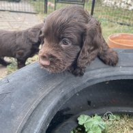 Cocker Spaniel (Working & Show) - Both