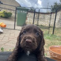 Cocker Spaniel (Working & Show) - Both