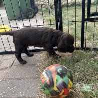 Cocker Spaniel (Working & Show) - Both