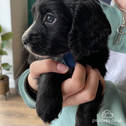 Cocker Spaniel (Working & Show) - Both