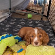 Cocker Spaniel (Working & Show) - Both