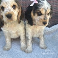 Cocker Spaniel (Working & Show) - Both