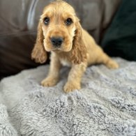 Cocker Spaniel (Working & Show) - Dogs