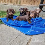 Dachshund (Standard & Miniature) - Both