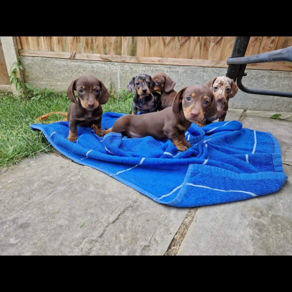 Dachshund (Standard &amp; Miniature) - Both