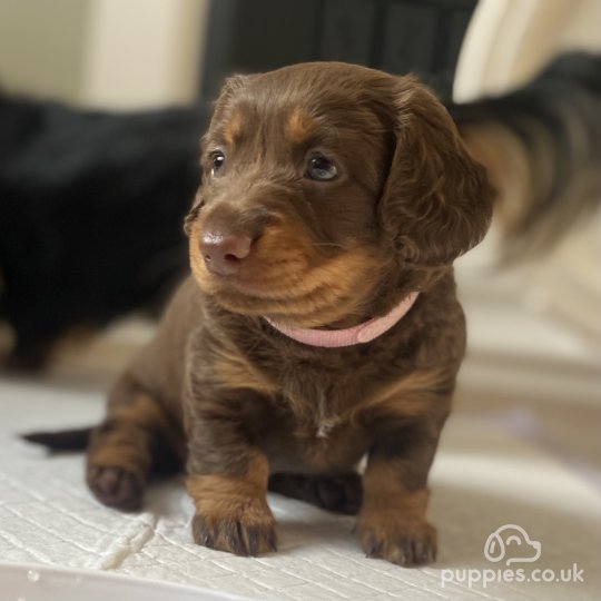 Dachshund (Standard & Miniature) - Both