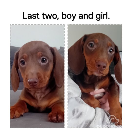 Dachshund (Standard & Miniature) - Both