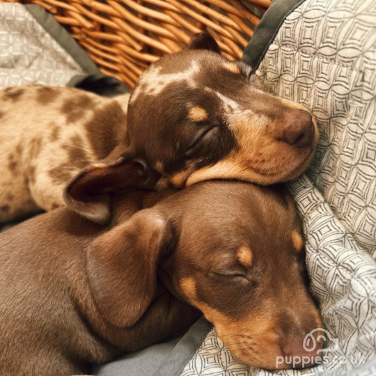 Dachshund (Standard & Miniature) - Both