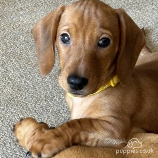 Dachshund (Standard & Miniature) - Dogs