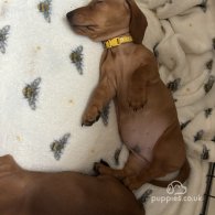 Dachshund (Standard & Miniature) - Dogs