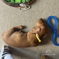 Dachshund (Standard & Miniature) - Dogs