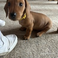 Dachshund (Standard & Miniature) - Dogs