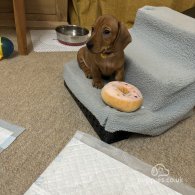 Dachshund (Standard & Miniature) - Dogs