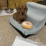 Dachshund (Standard & Miniature) - Dogs