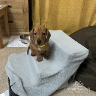 Dachshund (Standard & Miniature) - Dogs