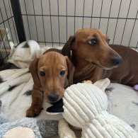 Dachshund (Standard & Miniature) - Dogs