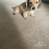 Dachshund (Standard & Miniature) - Dogs