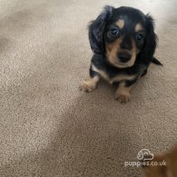 Dachshund (Standard & Miniature) - Dogs