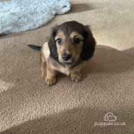 Dachshund (Standard & Miniature) - Dogs