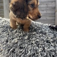 Dachshund (Standard & Miniature) - Dogs