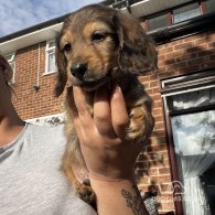 Dachshund (Standard & Miniature) - Dogs