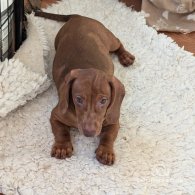 Dachshund (Standard & Miniature) - Both