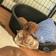 Dachshund (Standard & Miniature) - Both