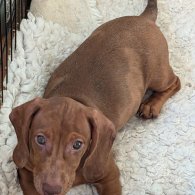 Dachshund (Standard & Miniature) - Both