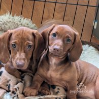 Dachshund (Standard & Miniature) - Both