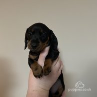 Dachshund (Standard & Miniature) - Both