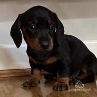 Dachshund (Standard & Miniature) - Both