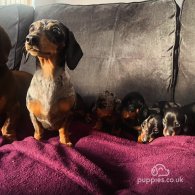 Dachshund (Standard & Miniature) - Both