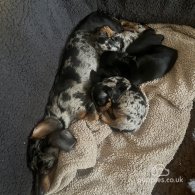 Dachshund (Standard & Miniature) - Both