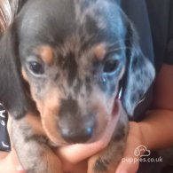 Dachshund (Standard & Miniature) - Both