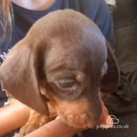 Dachshund (Standard & Miniature) - Both