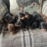 Dachshund (Standard & Miniature) - Both