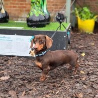 Dachshund (Standard & Miniature) - Both