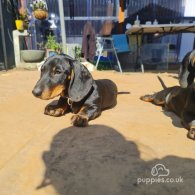 Dachshund (Standard & Miniature) - Both