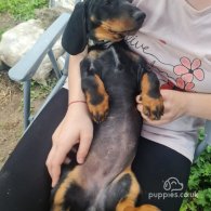 Dachshund (Standard & Miniature) - Both