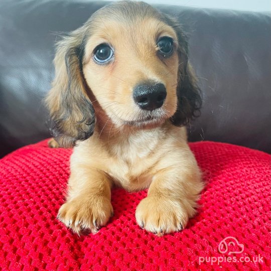 Dachshund (Standard & Miniature) - Both