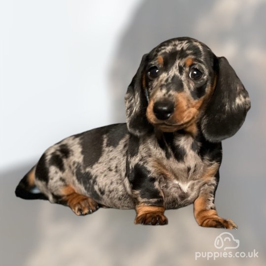 Dachshund (Standard & Miniature) - Both