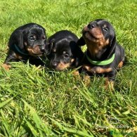 Dachshund (Standard & Miniature) - Both