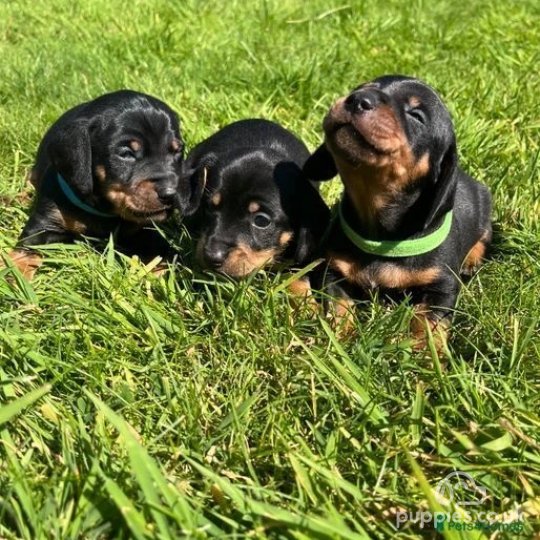 Dachshund (Standard & Miniature) - Both