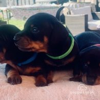 Dachshund (Standard & Miniature) - Both