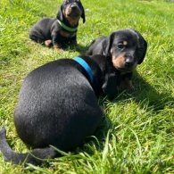 Dachshund (Standard & Miniature) - Both