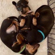 Dachshund (Standard & Miniature) - Both