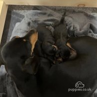 Dachshund (Standard & Miniature) - Both